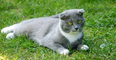 Bir sokak kedisi çimlerin üzerinde dinleniyor. Hayvanlar dünyasında