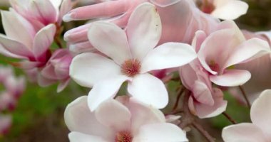 Asian woman enjoying nature, touching flowers in Garden with blooming magnolia.