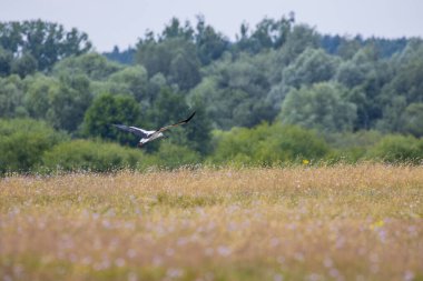 Leylek ormanın üzerinde uçuyor.