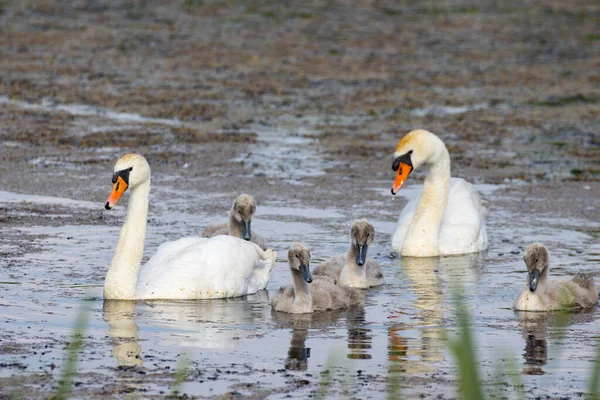 Par Cisnes Com Sua Descendência — Fotografia de Stock