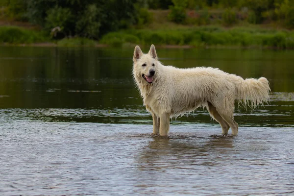 Gembala Putih Swiss Anjing Berjalan Air Anjing Basah — Stok Foto