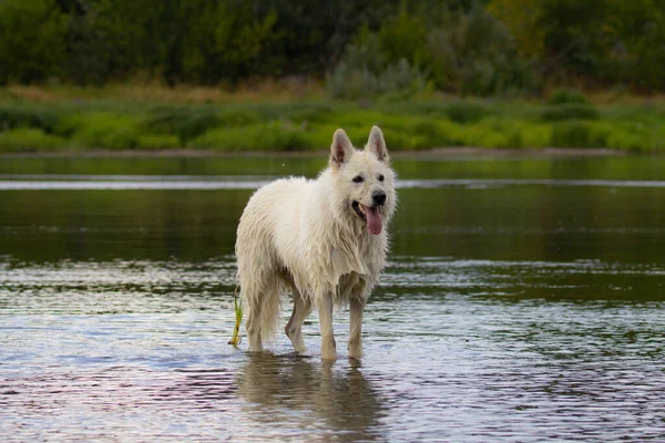 Gembala Putih Swiss Anjing Berjalan Air Anjing Basah — Stok Foto
