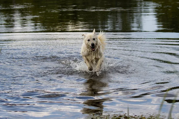 白色的瑞士牧羊犬 在水里奔跑的狗 — 图库照片