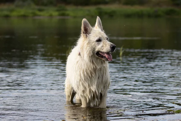 Vit Swiss Herde Hund Som Springer Vattnet Våt Hund — Stockfoto