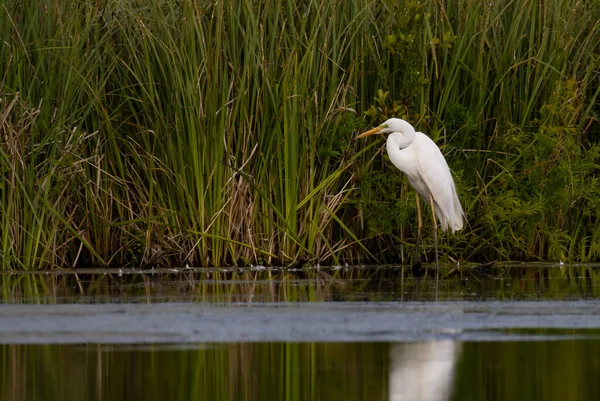 stock image White heron in the pond