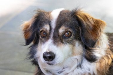 Güzel bir melez köpeğin portresi.