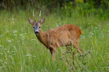 Çayırda büyük boynuzları olan güzel çaylak. 