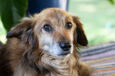 Güzel bir melez köpeğin portresi.