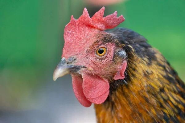 Portrait Hen Red Barb — Stock Photo, Image