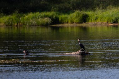 Polonya 'da Narew Nehri' nde bir kütüğün üzerinde oturan karabatak.