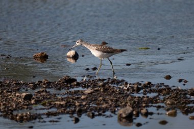 Ortak Greenshank - Tringa nebularia, Polonya