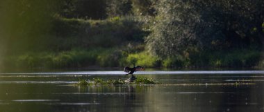 Polonya 'da Narew Nehri' nde bir kütüğün üzerinde oturan karabatak.