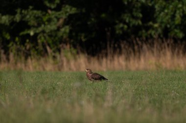  Yırtıcı Kuş, Bal Akbabası - Pernis apivorus, Polonya