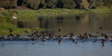 Polonya 'daki Narew Nehri üzerinde uçan bir karabatak sürüsü.