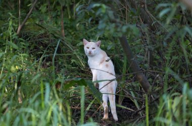 Otların arasında beyaz bir kedi pusuda bekliyor.