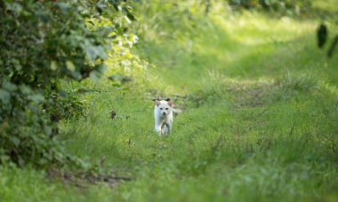 Otların arasında beyaz bir kedi pusuda bekliyor.