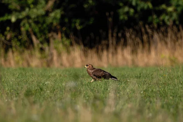 Yırtıcı Kuş Bal Akbabası Pernis Apivorus Polonya — Stok fotoğraf