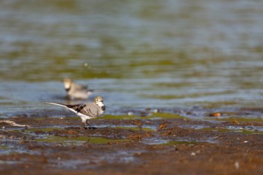 Beyaz Wagtail - Motacilla alba. Nehir suyunda yürüyen küçük bir kuş.
