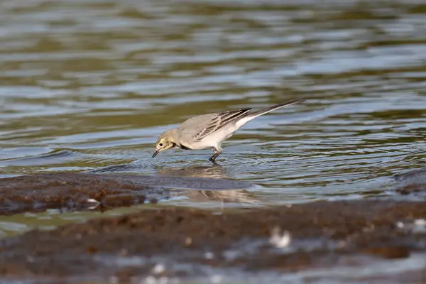 Bachstelze Motacilla Alba Ein Kleiner Vogel Auf Dem Wasser Des — Stockfoto