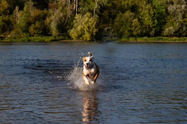 Pes Běžící Vodě Pes Hrající Vodě Jezera Řeka Narew Polsku — Stock fotografie
