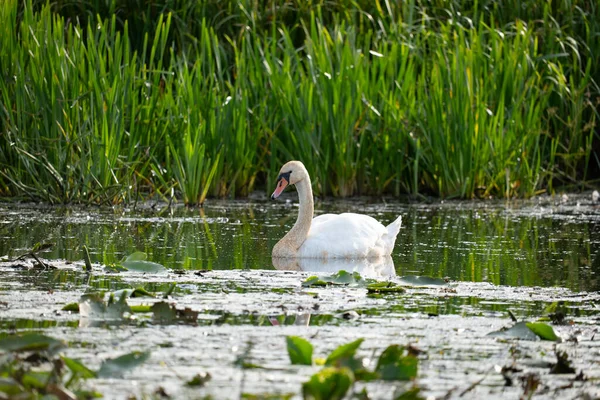 Cisne Mudo Nadando Estanque Polonia — Foto de Stock