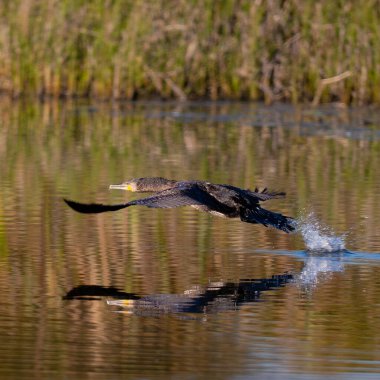 Göl üzerinde uçarken karabatak, su aynasında yansıma.