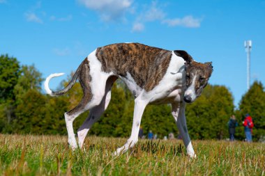 Çayırdaki İngiliz tazısı. Parktaki çimlerin üzerinde tazı köpeği. Açık alanda kahverengi ve beyaz safkan bir köpek..