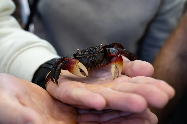 Crab on the hand