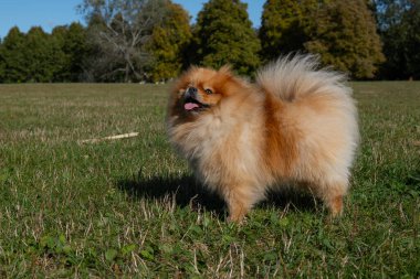 Pomeranian Spitz parkta çimlerin üzerinde duruyor..