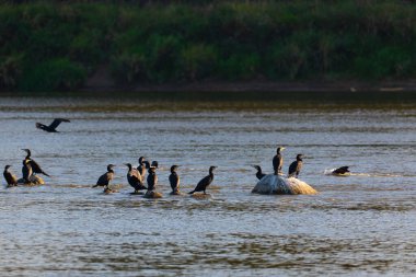Suda yüzen bir grup karabatak, Polonya.