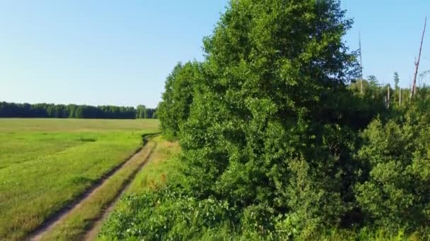Paysage Des Forêts Rivière Narew Pologne — Video