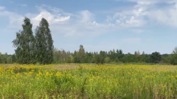 Padang Rumput Dengan Flowers Polish Kuning Alam — Stok Video