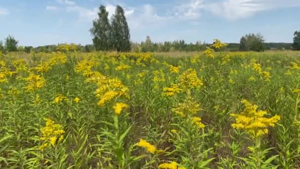 Padang Rumput Dengan Bunga Kuning Polandia Nature — Stok Video