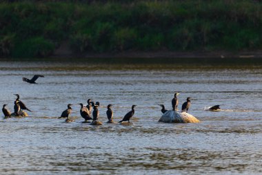 Polonya 'daki Vistula Nehri' ndeki karabataklar.