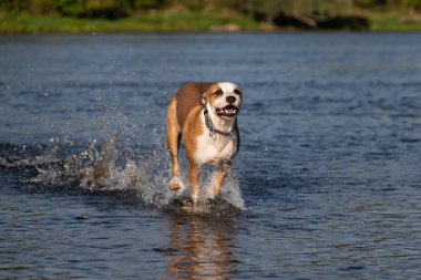 Güneşli bir günde suda koşan bir köpek..