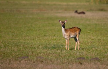 Tarladaki dişi geyik..