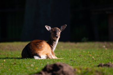 Tarladaki dişi geyik..