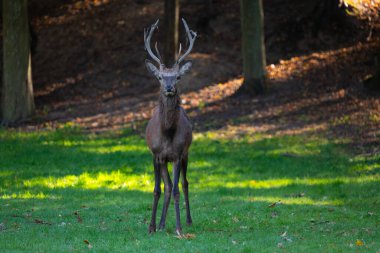 Ormanın önündeki açıklıkta boynuzlu geyik, Polonya.