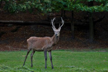 Ormanın önündeki açıklıkta boynuzlu geyik, Polonya.