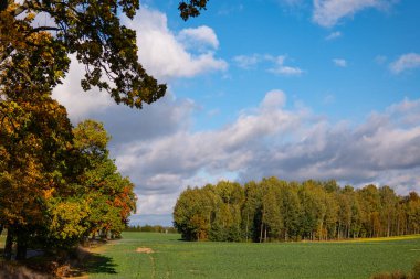 Polonya 'da bir açıklıkta sonbahar ağaçları