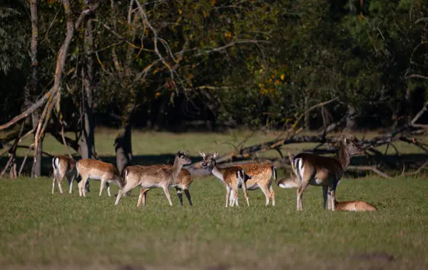 Herd Deer Field — Stock Photo, Image
