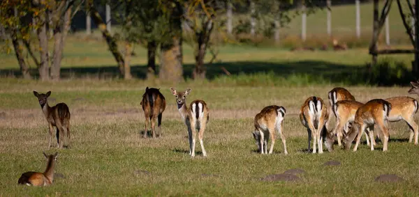 Herd Deer Field — Stock Photo, Image