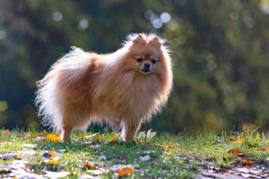 Pomeranya tükürüğü. Sonbaharda parkta küçük bir köpek