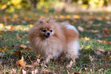 Pomeranya tükürüğü. Sonbaharda parkta küçük bir köpek