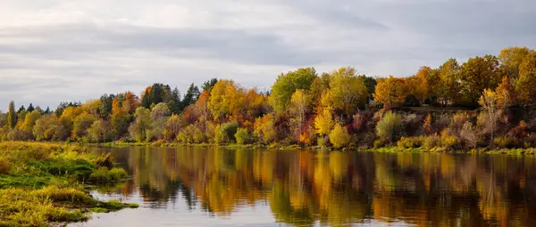 Nehir kenarındaki sonbahar manzarası. Renkli sonbahar ağaçları. Polonya 'da Narew nehri