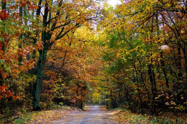 Kırsalda sarı yapraklar ve yeşil yapraklarla ormandaki renkli sonbahar ağaçları