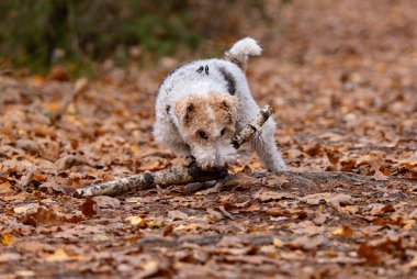 Airedale Terrier köpeği sonbahar ormanında sopayla oynuyor.