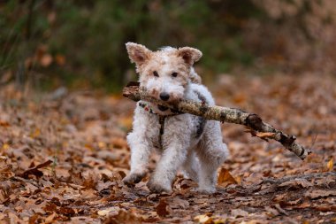 Airedale Terrier köpeği sonbahar ormanında sopayla oynuyor.