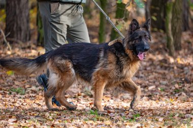 Sonbahar parkında tasmalı Alman çoban köpeği. Seçici odak