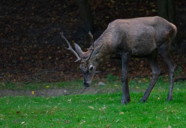 Ormanın önündeki açıklıkta büyük boynuzlu bir geyik.